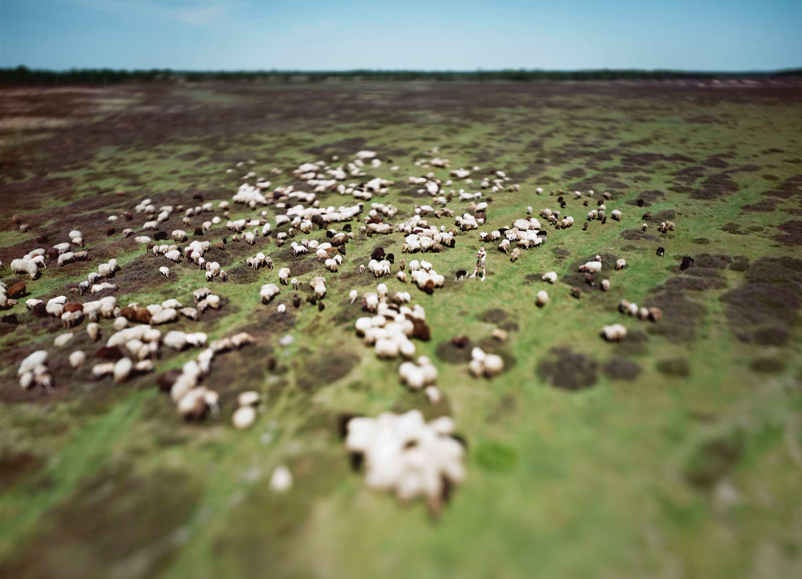 Schapenkudde Balloërveld